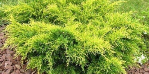 Juniper srednje staro zlato